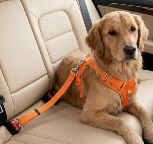 Ceinture de sécurité ajustable